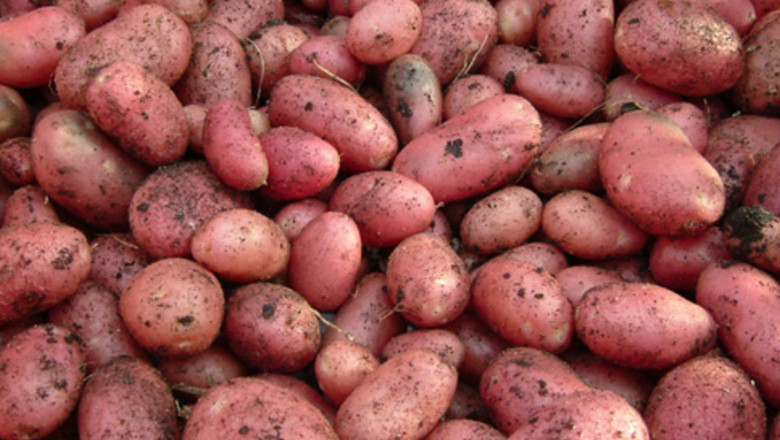 cartofi soiuri noi de cartofi institutul cartofului brasov foto potato ro 17 10 2015