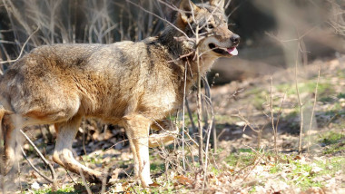 lup lupi pusi in pericol de maidanezi foto wolflife 17 10 2015