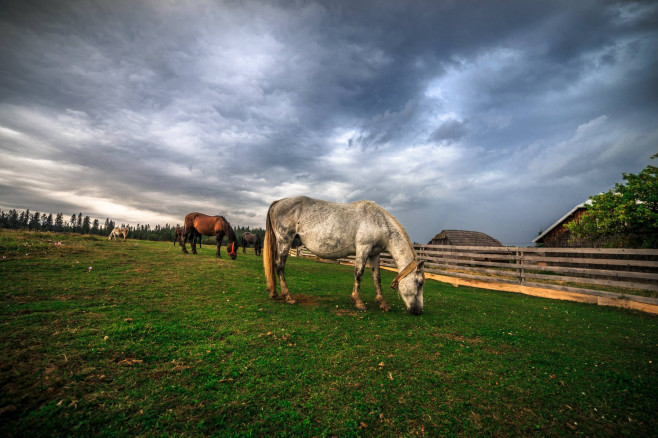 Bucovina 15