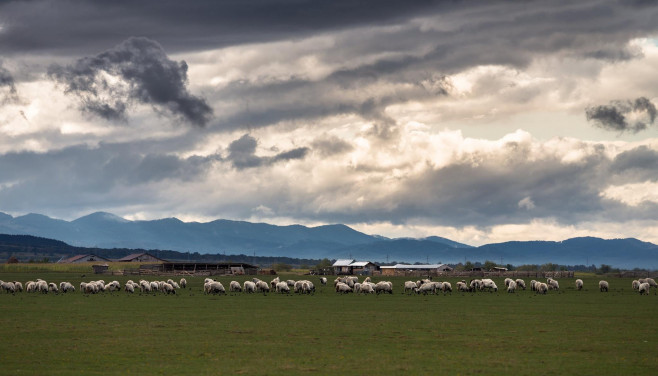 Bucovina 22