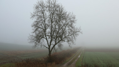 un copac pe camp in ceață