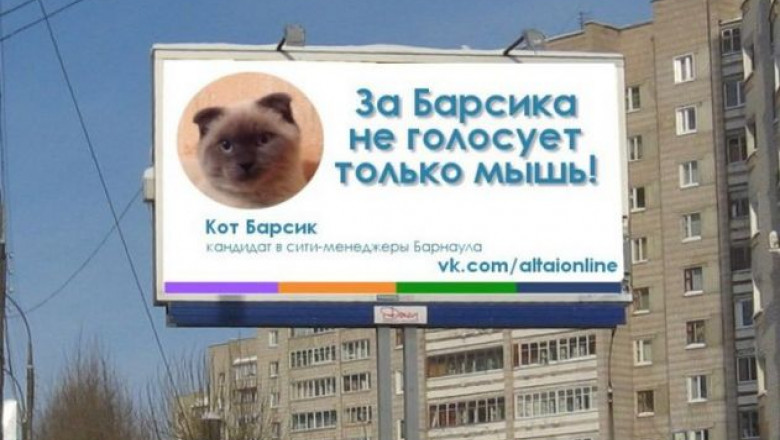 pisica electorala - ren.tv
