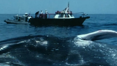 balena albastra esuata
