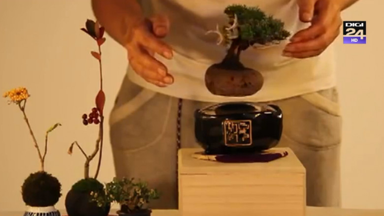 air bonsai gadget