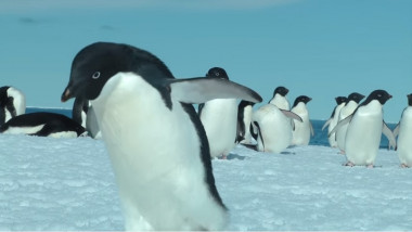 pinguin adelie
