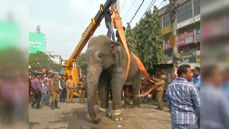 elefant india captura