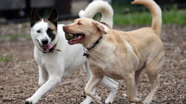 Caini la joaca - Guliver GettyImages