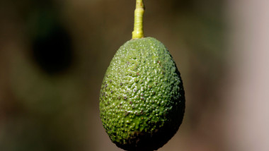fruct avocado