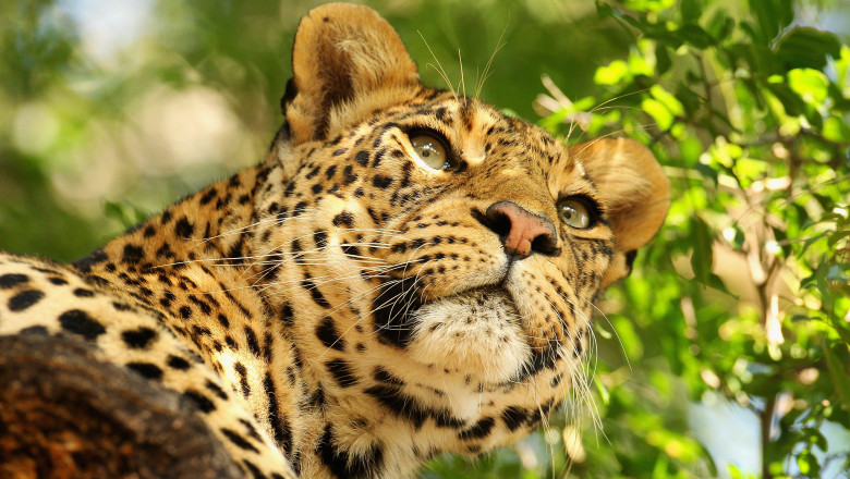 leopard-GettyImages 1