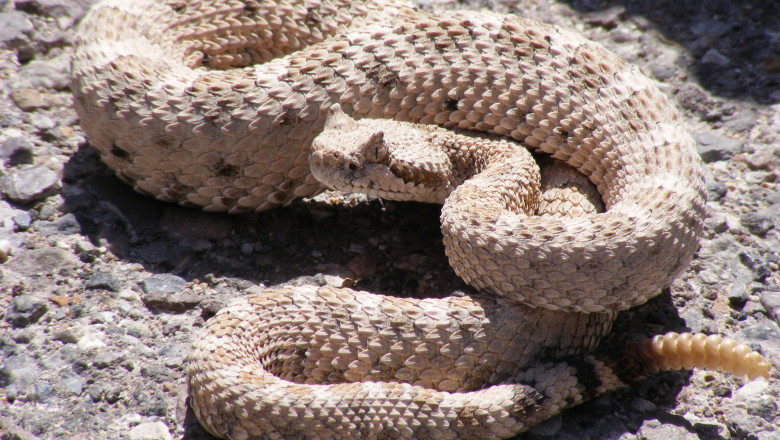 Crotalus cerastes mesquite springs CA