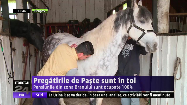 OFERTE PASTE