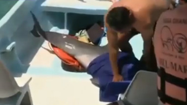 delfin in barca