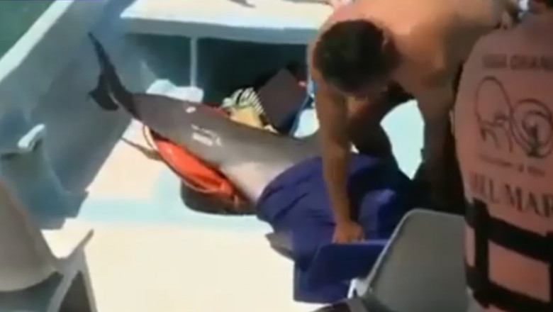 delfin in barca