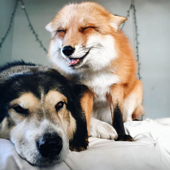 juniper-pet-fox-dog-friendship-moose-2 1
