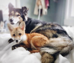 juniper-pet-fox-dog-friendship-moose-1