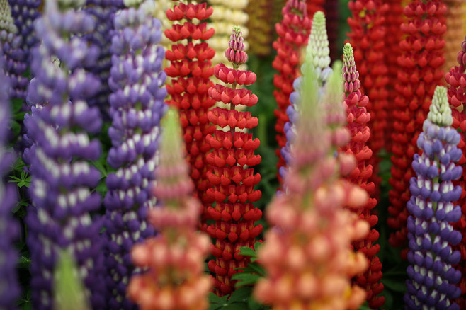 lupin -getty