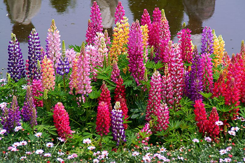 Lupinus polyphyllus ebay