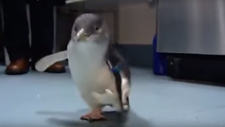 pinguin dragut
