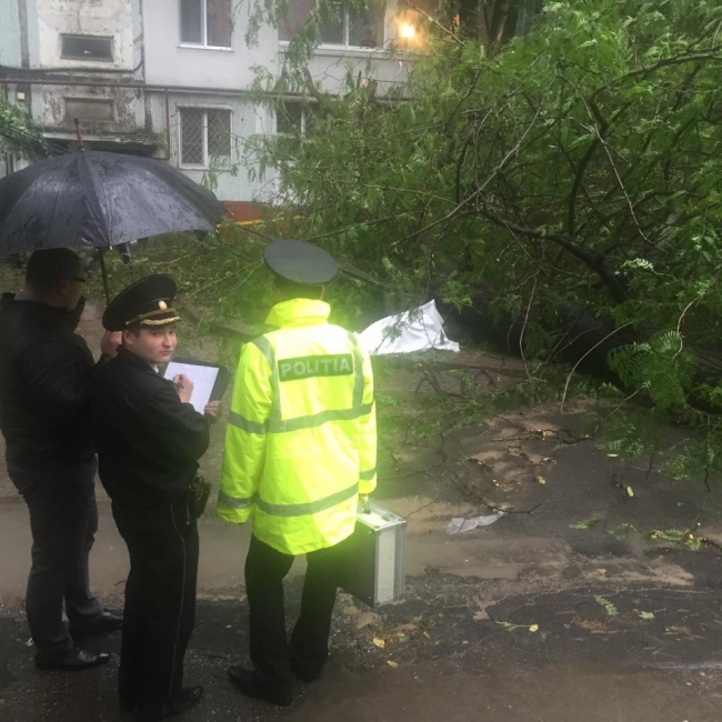 copac cazut chisinau victima - protvchinsinau