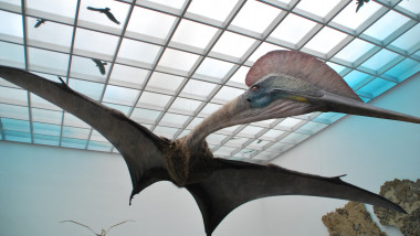 Hatzegopteryx