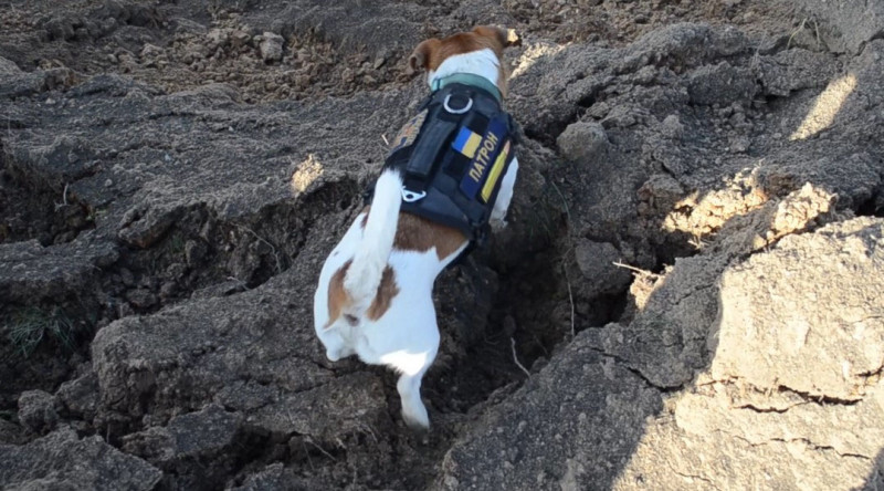 Ukraine`s Hero Dog Patron Digging For Unexploded Munitions