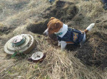 Chernihiv Pyrotechnics Disposal Team Canine Mascot