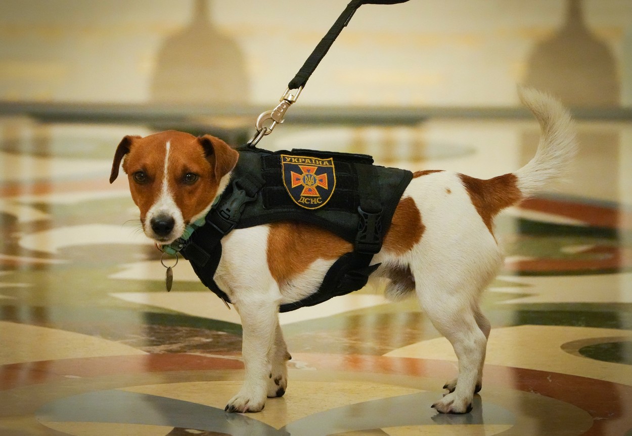 Patron (Glonț), câinele care găsește bombe, a fost decorat de președintele  Zelenski în prezența premierului Canadei | Digi24