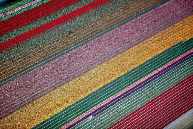 The Netherlands, Lisse, Flowering bulb fields, mainly tulip. Aerial.