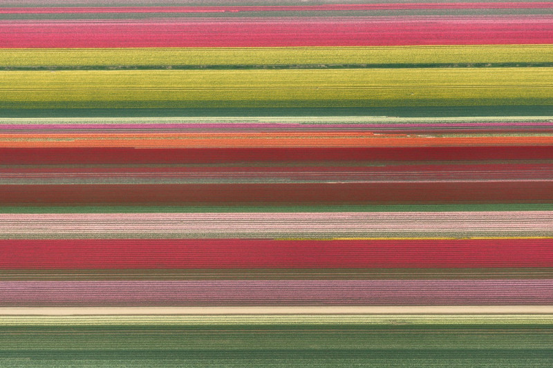 Aerial Tulip Fields