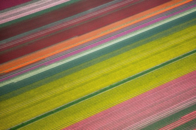 Aerial Tulip Fields