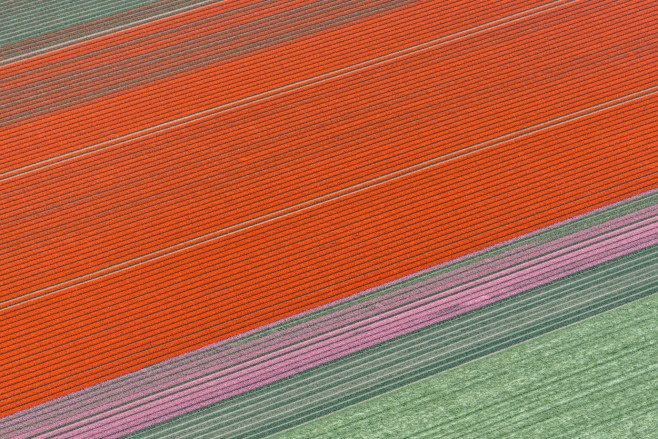 Aerial Tulip Fields