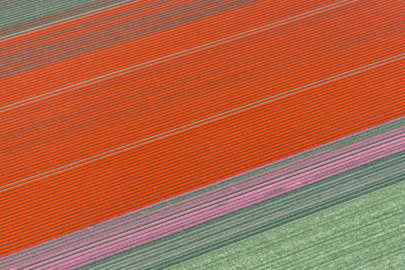 Aerial Tulip Fields