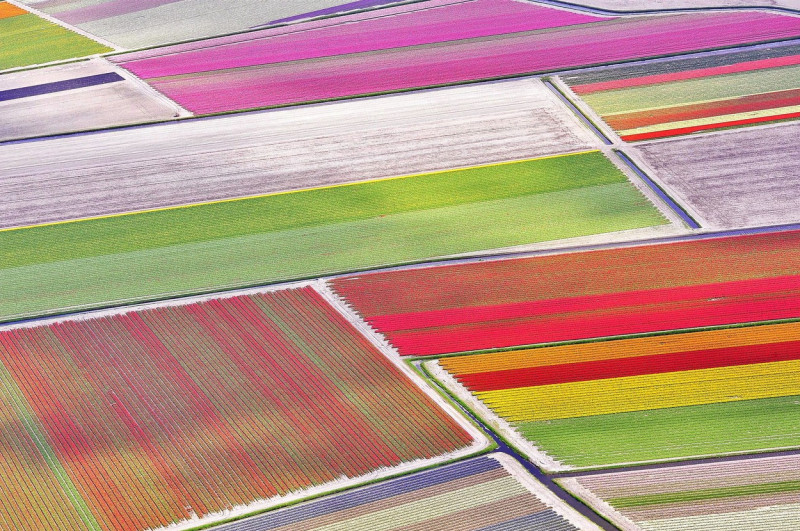 Aerial view of tulip fields, Netherlands - 30 Apr 2013