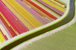 Aerial shots of tulip fields, Sassenheim, Netherlands - Apr 2015