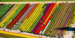 Aerial view of tulip fields