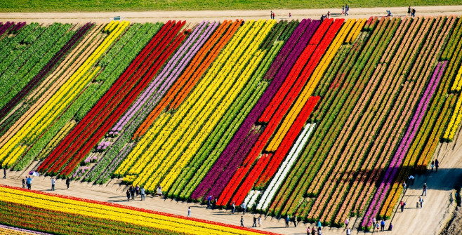 Aerial view of tulip fields