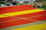 Aerial view of rows of yellow and red tulip fields
