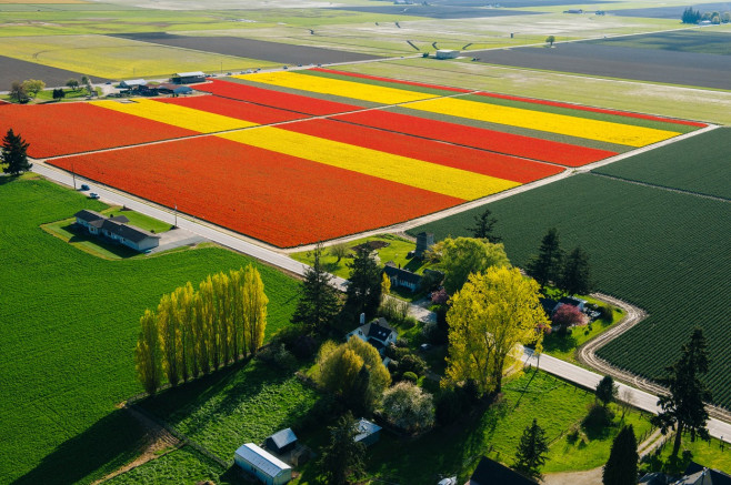Aerial view of colorful tulip fields and trees