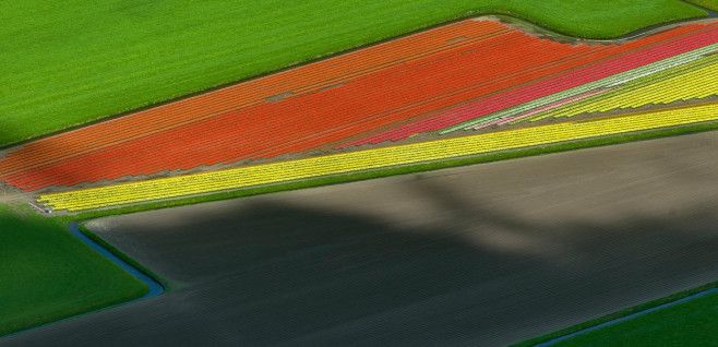 Aerial view, tulip fields, agriculture, colorful tulip fields, tulips (lat.Tulipa), ornamental flowers, Zuidermeer, Holland,