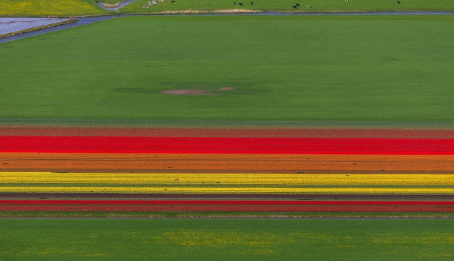 Aerial view, tulip fields, agriculture, colorful tulip fields, tulips (lat.Tulipa), ornamental flowers, Zuidermeer, Holland,