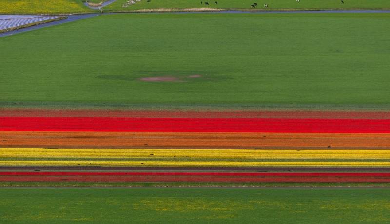 Aerial view, tulip fields, agriculture, colorful tulip fields, tulips (lat.Tulipa), ornamental flowers, Zuidermeer, Holland,