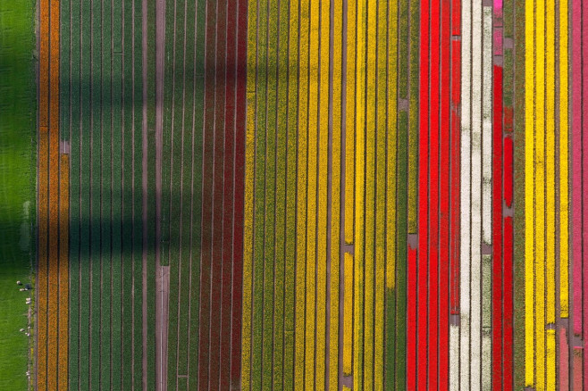 Aerial view, tulip fields, agriculture, colorful tulip fields, tulips (lat.Tulipa), ornamental flowers, Ursem, Netherlands,