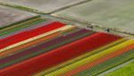 Aerial view, tulip fields, agriculture, colorful tulip fields, tulips (lat.Tulipa), ornamental flowers, Noordbeemster,