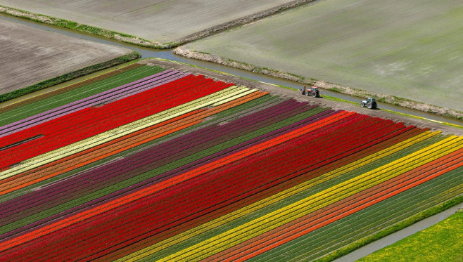 Aerial view, tulip fields, agriculture, colorful tulip fields, tulips (lat.Tulipa), ornamental flowers, Noordbeemster,