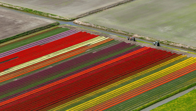 Aerial view, tulip fields, agriculture, colorful tulip fields, tulips (lat.Tulipa), ornamental flowers, Noordbeemster,