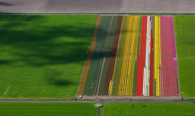 Aerial view, tulip fields, agriculture, colorful tulip fields, tulips (lat.Tulipa), ornamental flowers, Ursem, Netherlands,