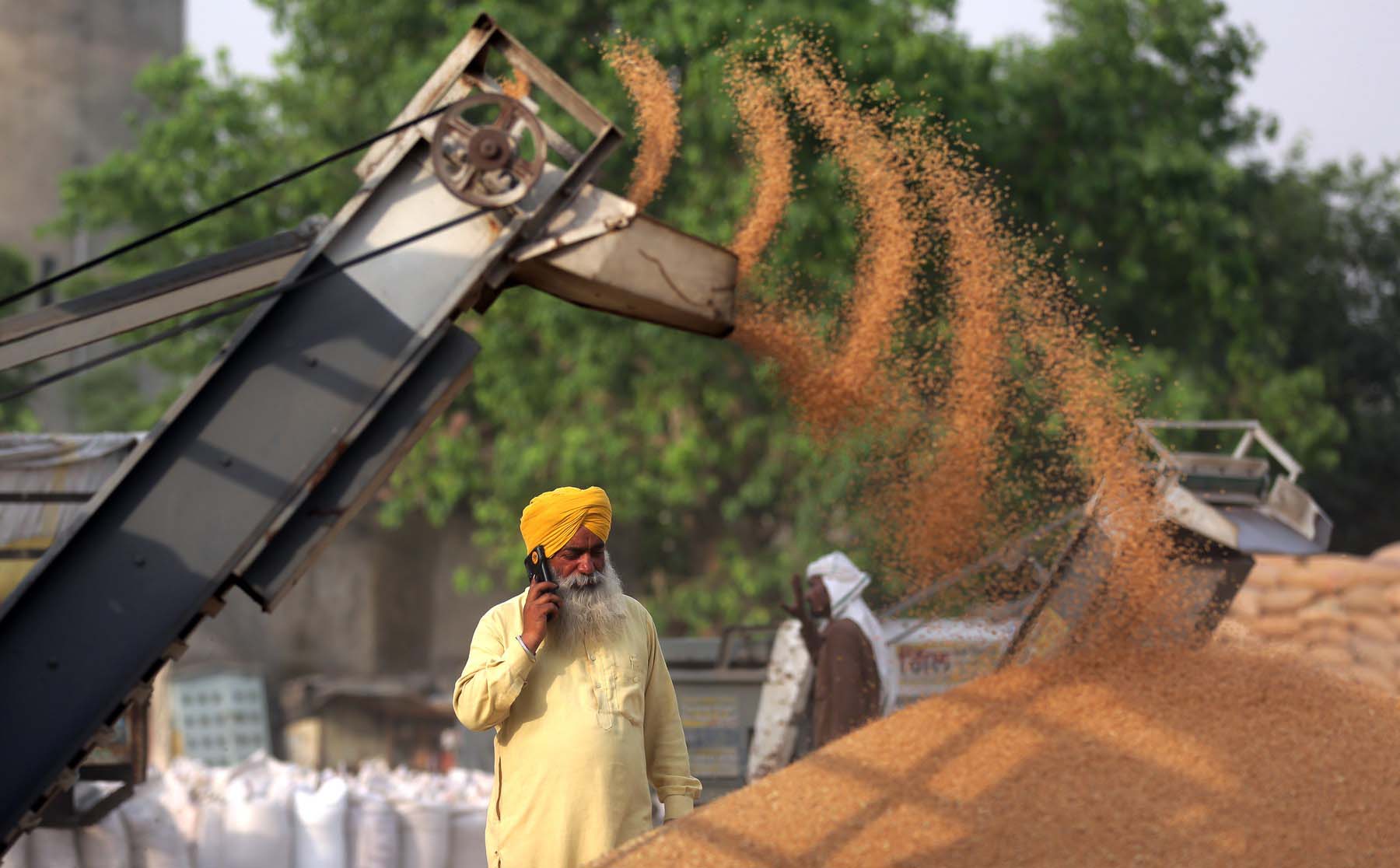 India, al doilea producător de grâu din lume, interzice exporturile, din cauza caniculei