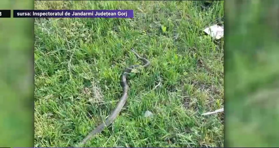 Şerpi de peste 1,5 metri în spațiile verzi din Târgu-Jiu. Oamenii au sunat la 112