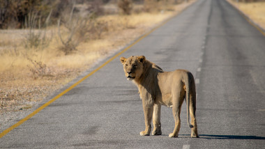 Lion crossing the highway