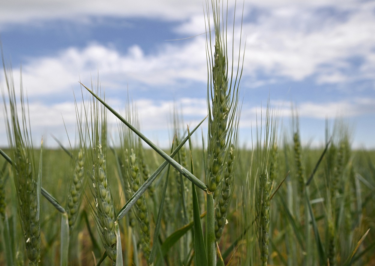 CE ia in calcul crearea unor coridoare terestre pentru cerealele din Ucraina. Valean: 12% din productia mondiala de grau e acolo